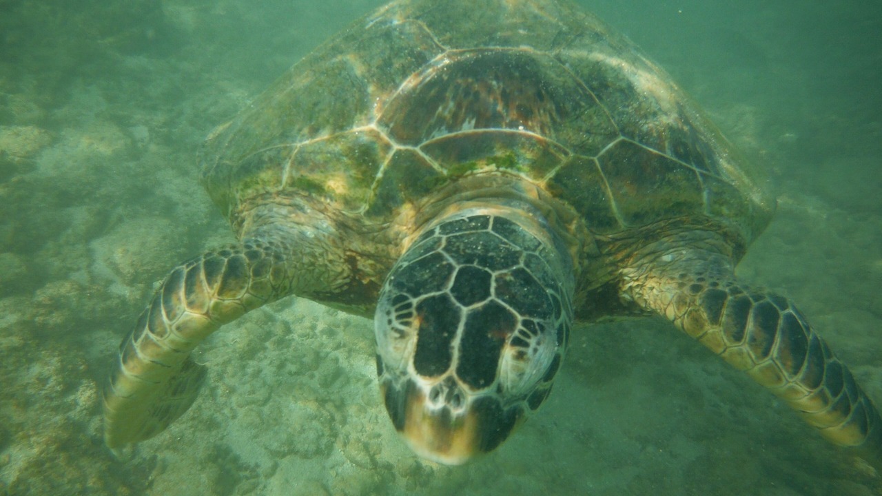 Photo of Others in Makaha
