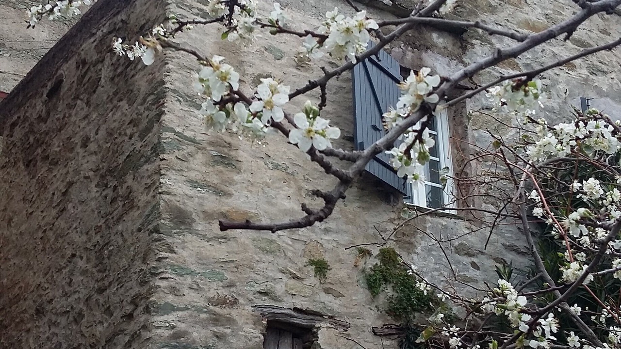 Photo of Outdoor in Rogliano