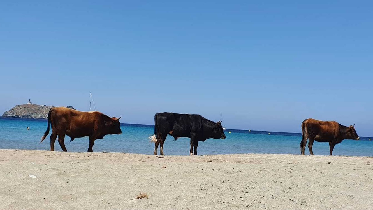 Photo of Others in Rogliano