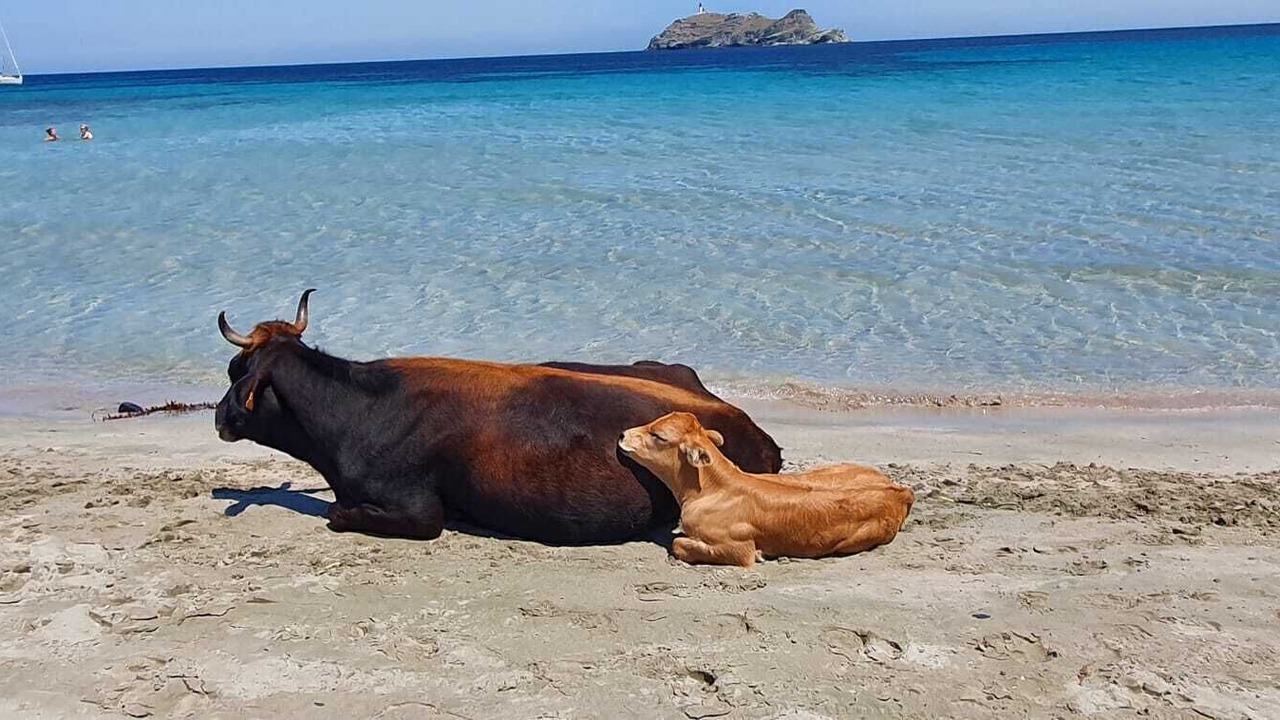 Photo of Others in Rogliano