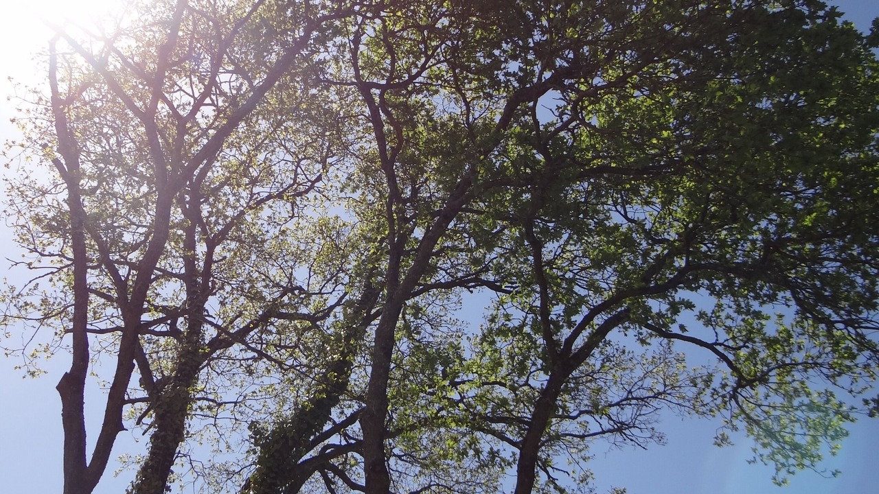 Photo of Outdoor in Sallertaine