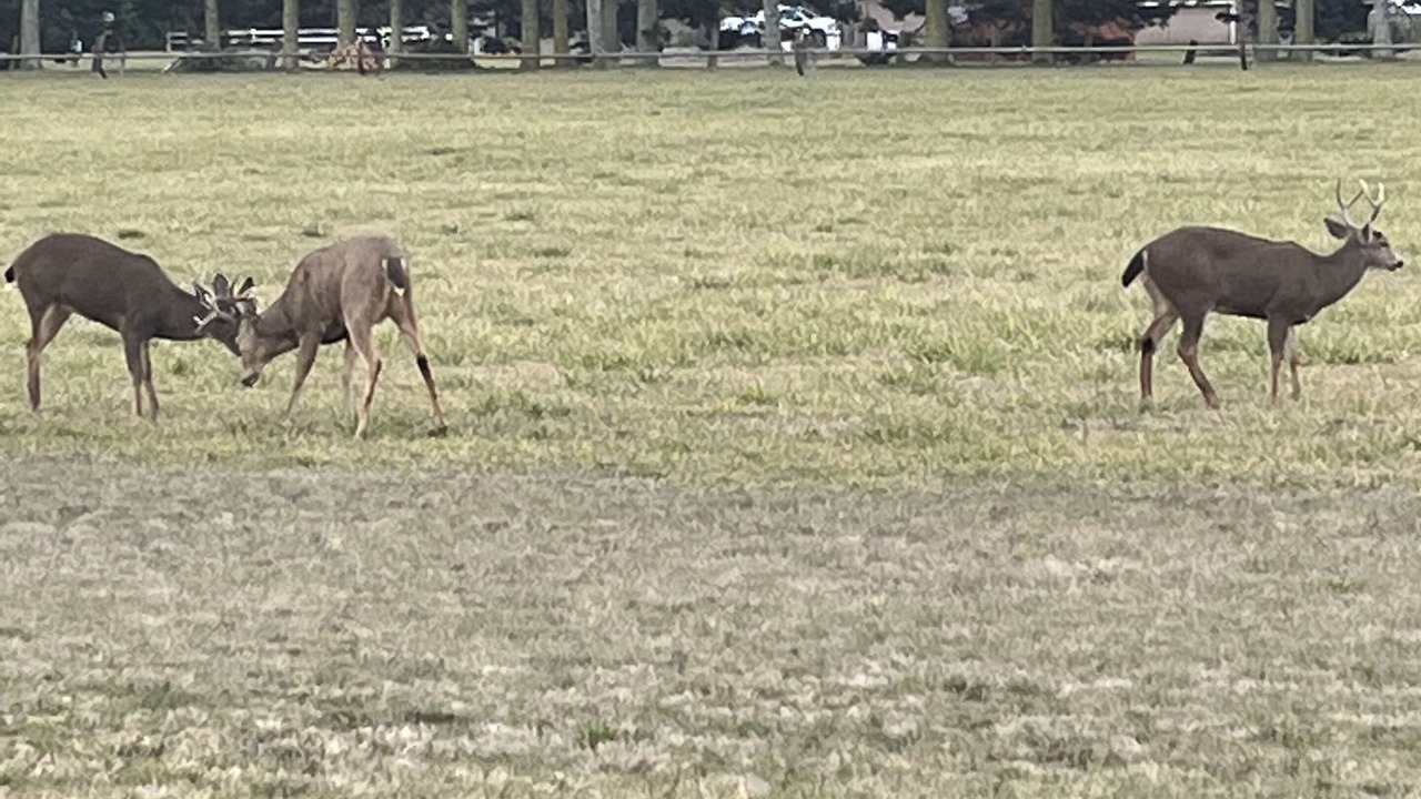 Photo of Others in Port Angeles