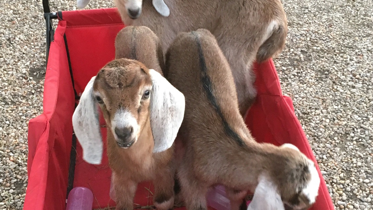 Photo of Others in Mereta