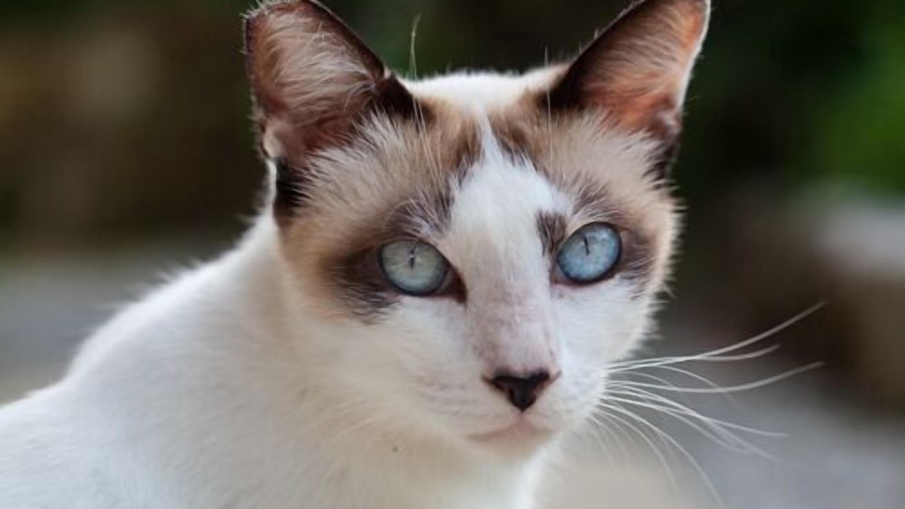 Photo of Others in Langkawi