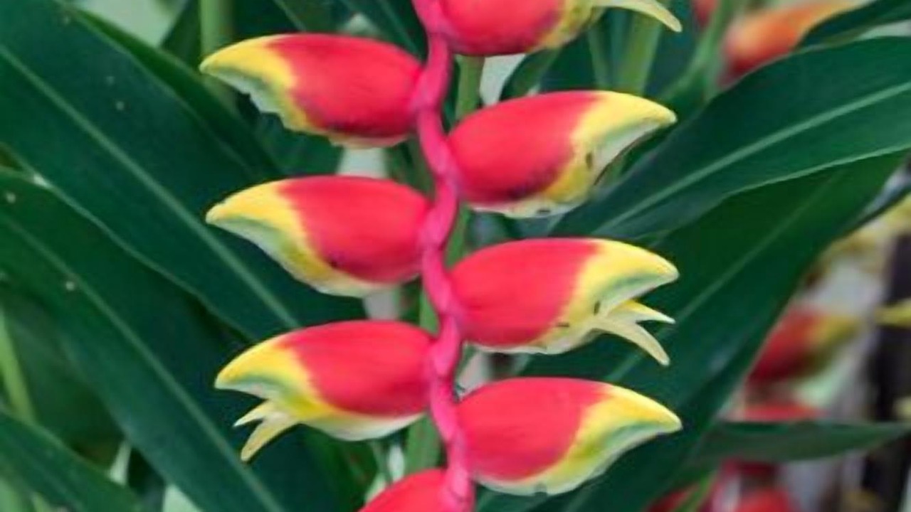 Photo of Others in Langkawi