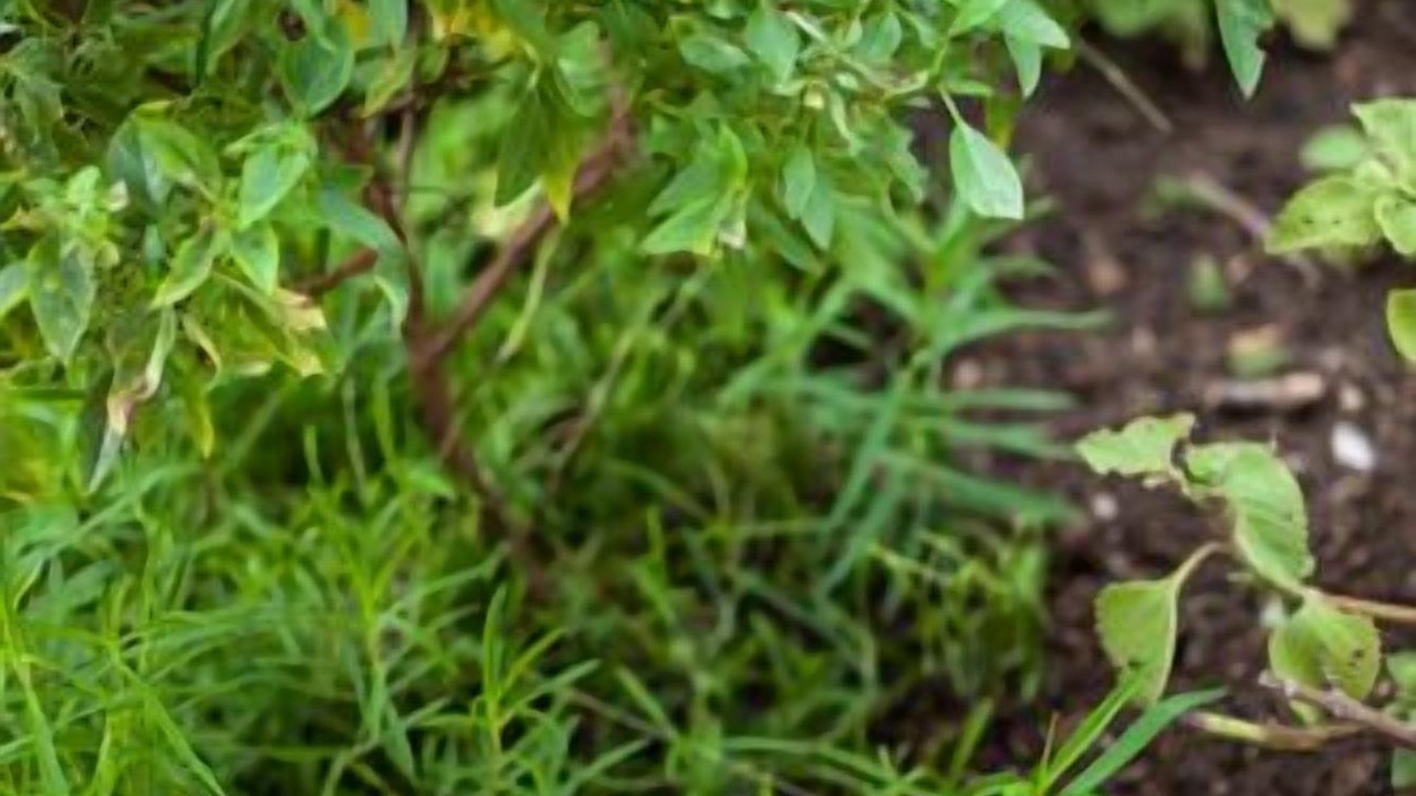 Photo of Others in Langkawi