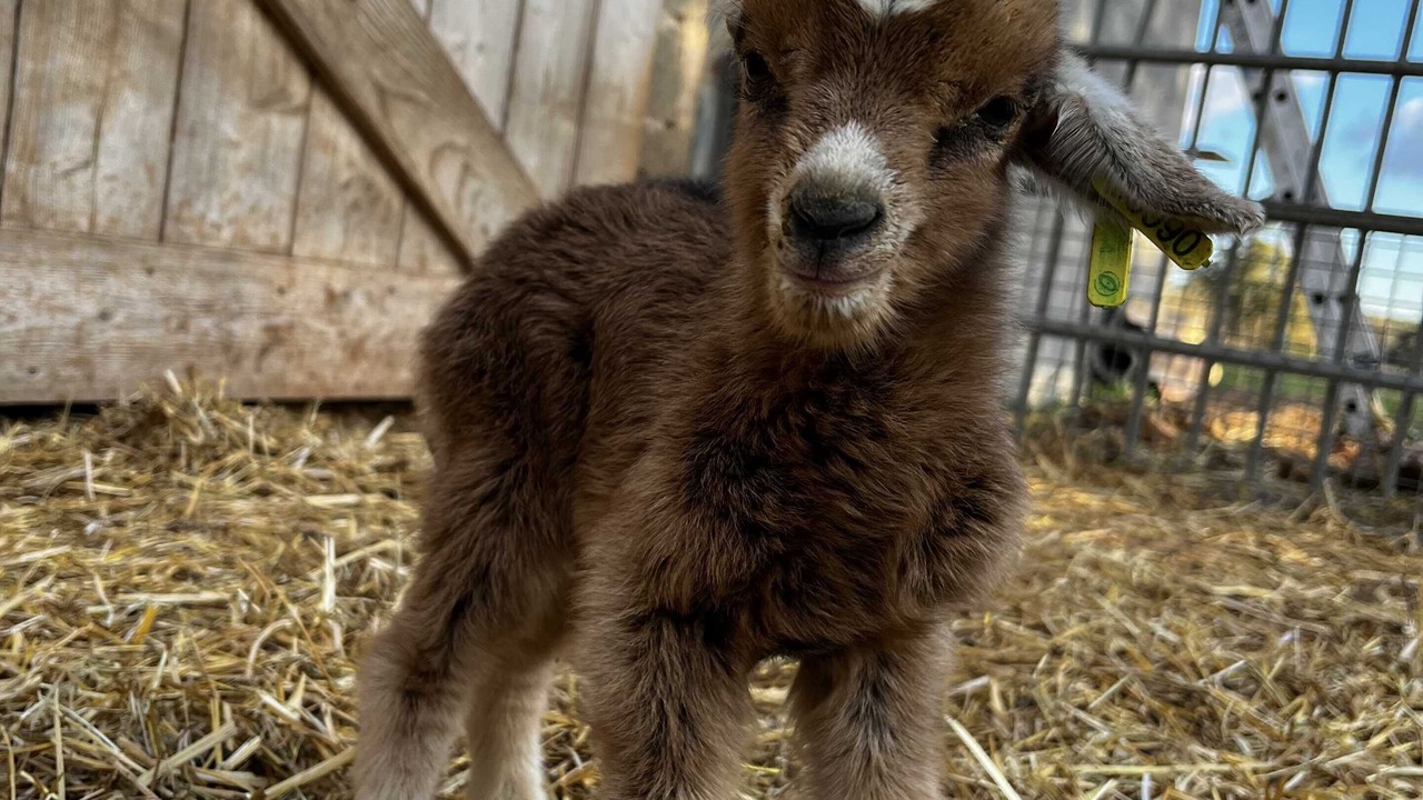 Photo of Others in Gras