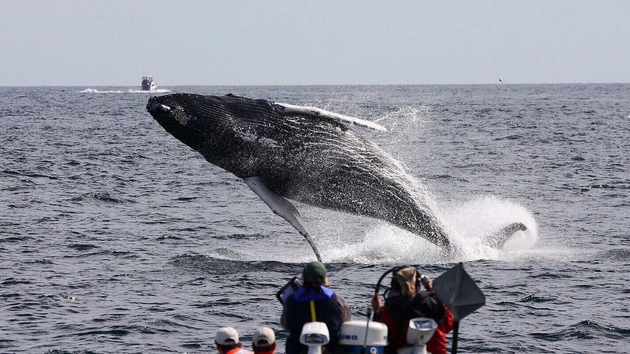 Photo of Others in Hyannis