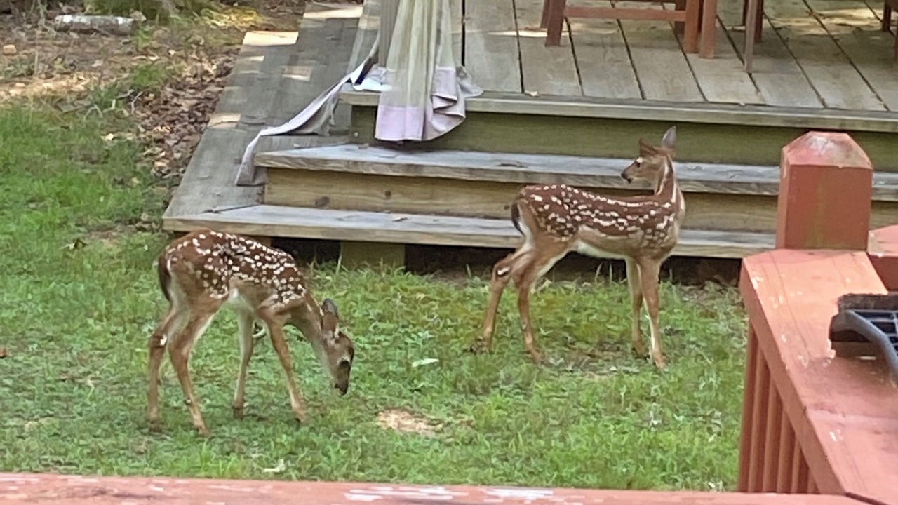 Photo of Outdoor in Murphy