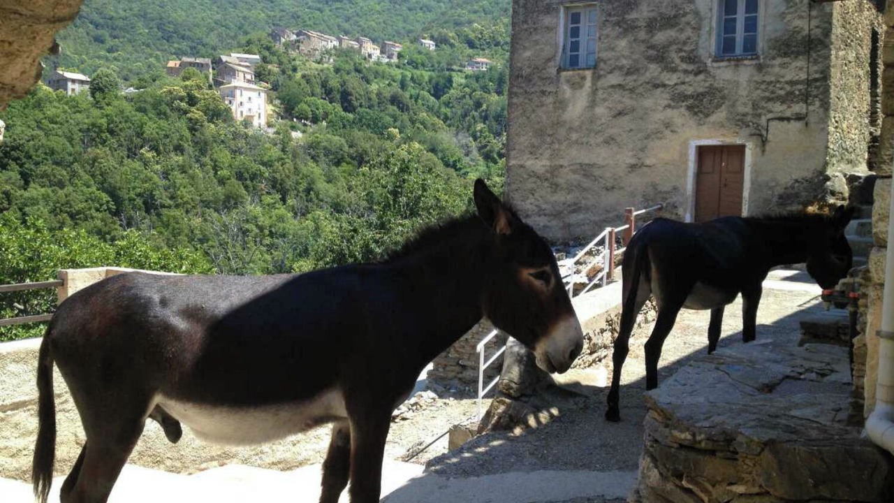Photo of Outdoor in Sant'Andrea-di-Bozio