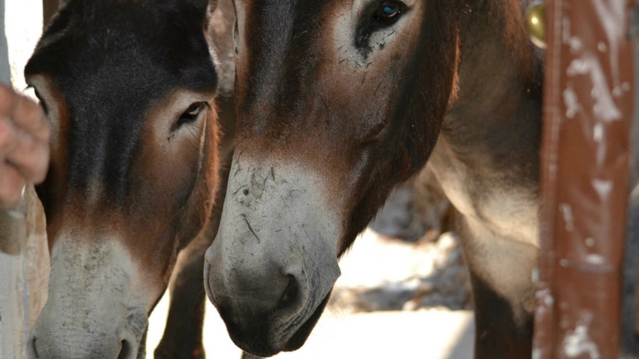 Photo of Others in Sant'Andrea-di-Bozio