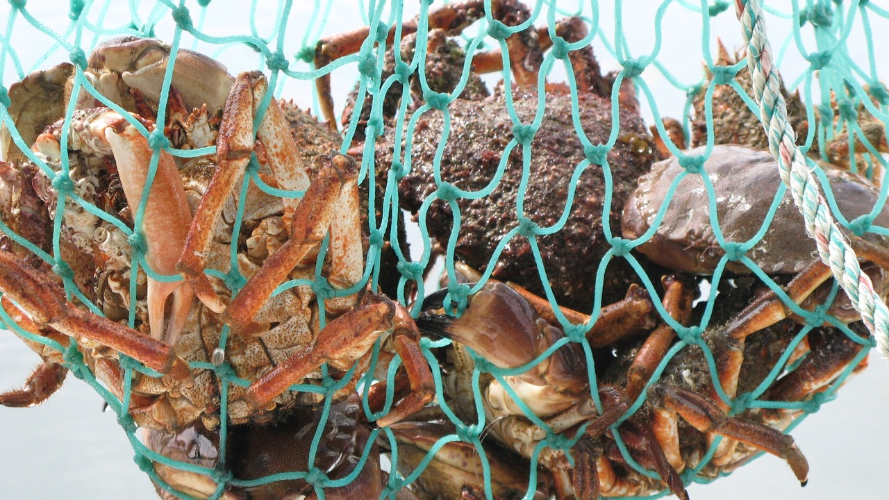 Photo of Others in Mesquer