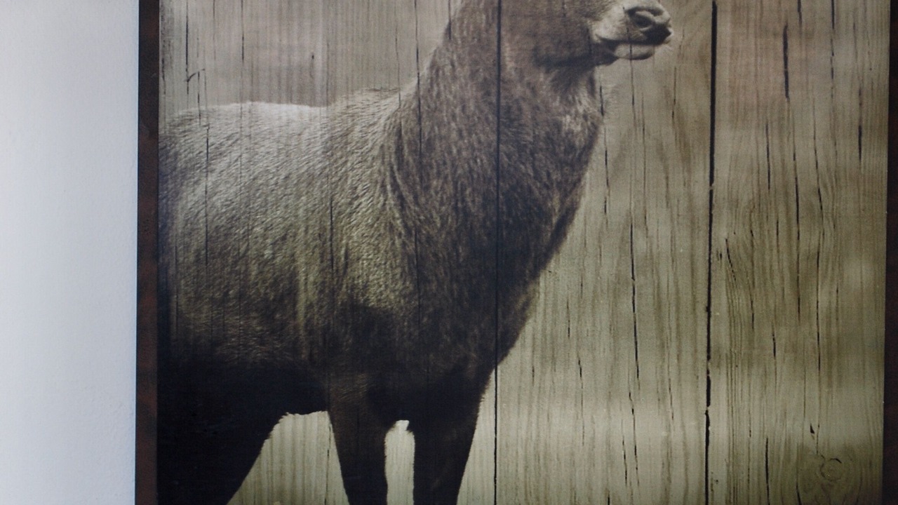 Photo of Others in St. Moritz
