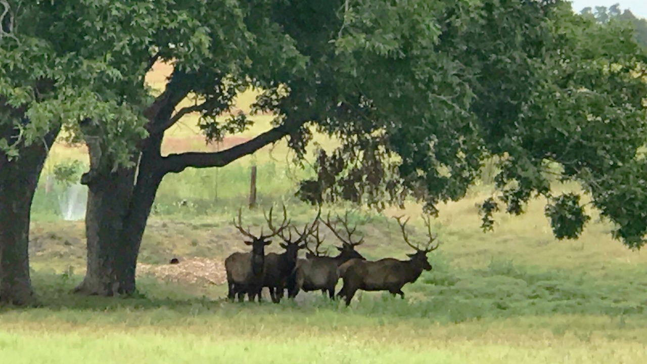 Photo of Outdoor in Brenham