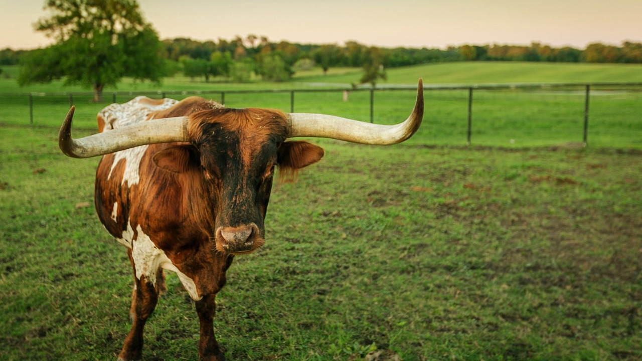 Photo of Outdoor in Brenham