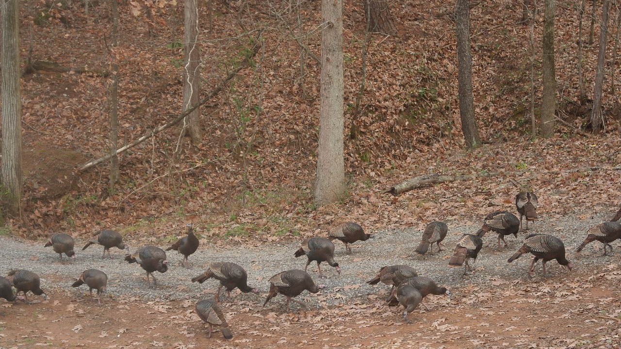 Photo of Outdoor in Tellico Plains