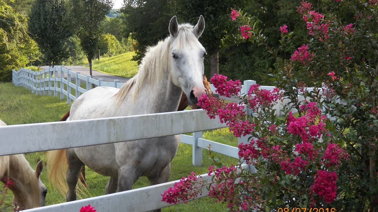Photo of Outdoor in Tellico Plains
