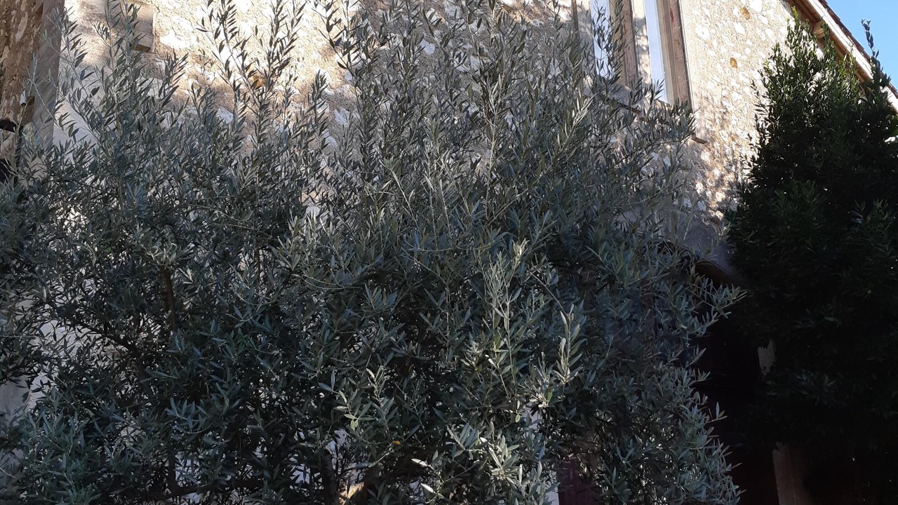 Photo of Outdoor in Montels