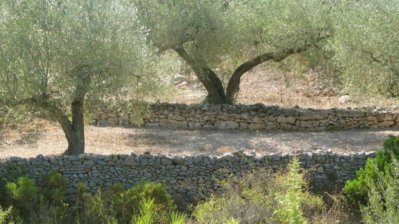 Photo of Outdoor in El Perello