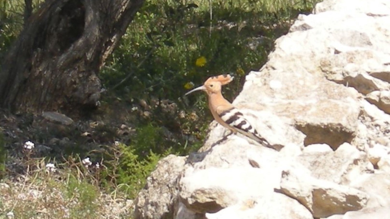 Photo of Outdoor in El Perello