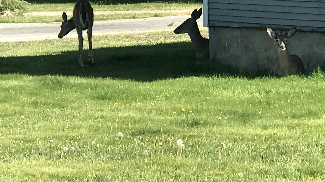 Photo of Outdoor in Ione