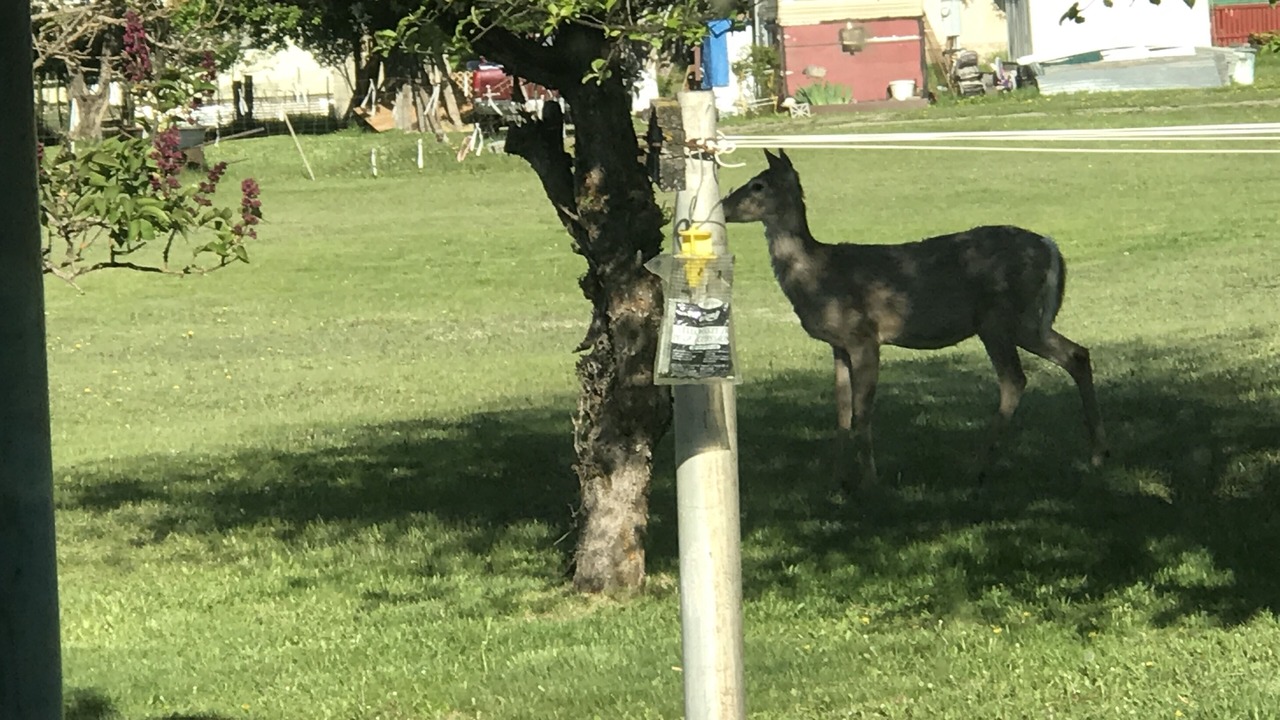 Photo of Outdoor in Ione