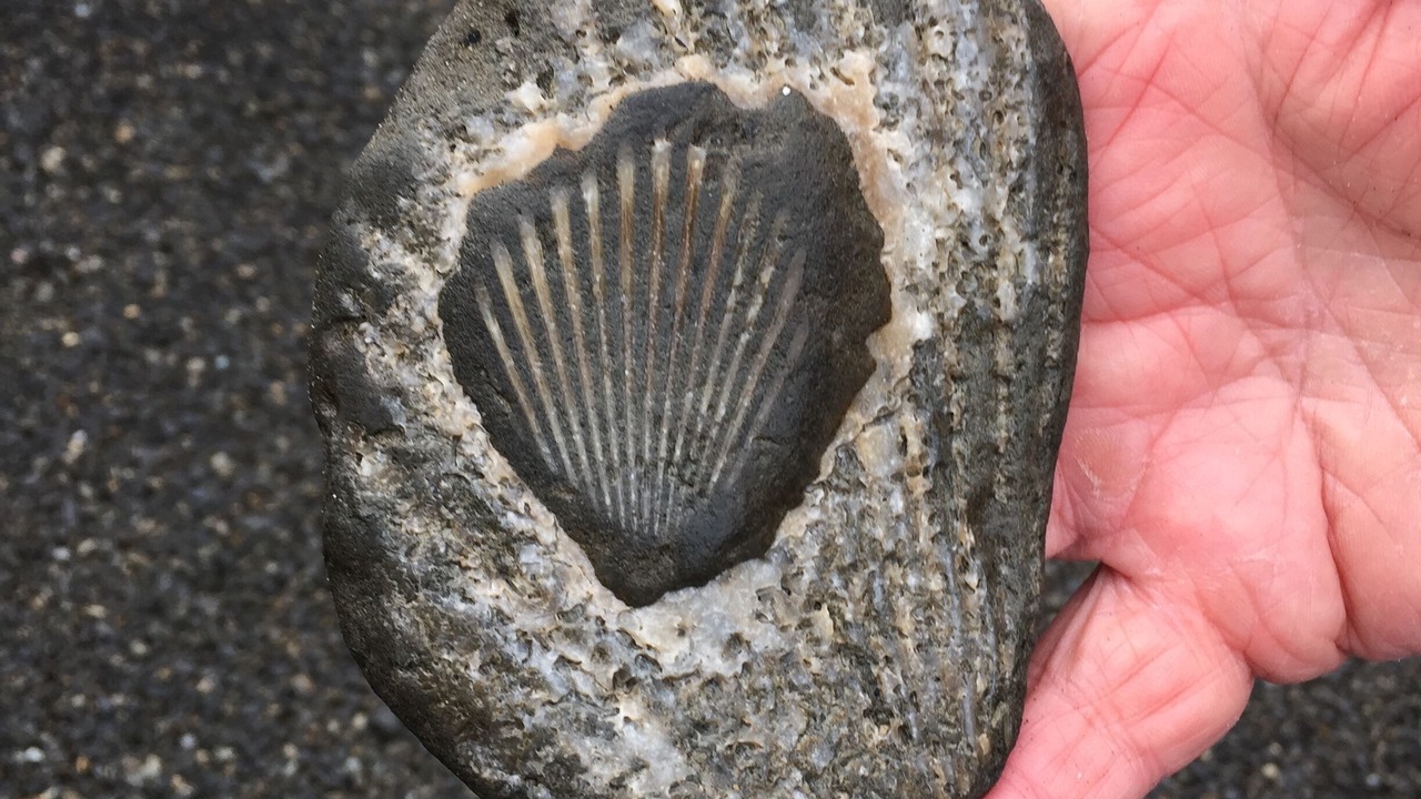 Photo of Others in Moclips