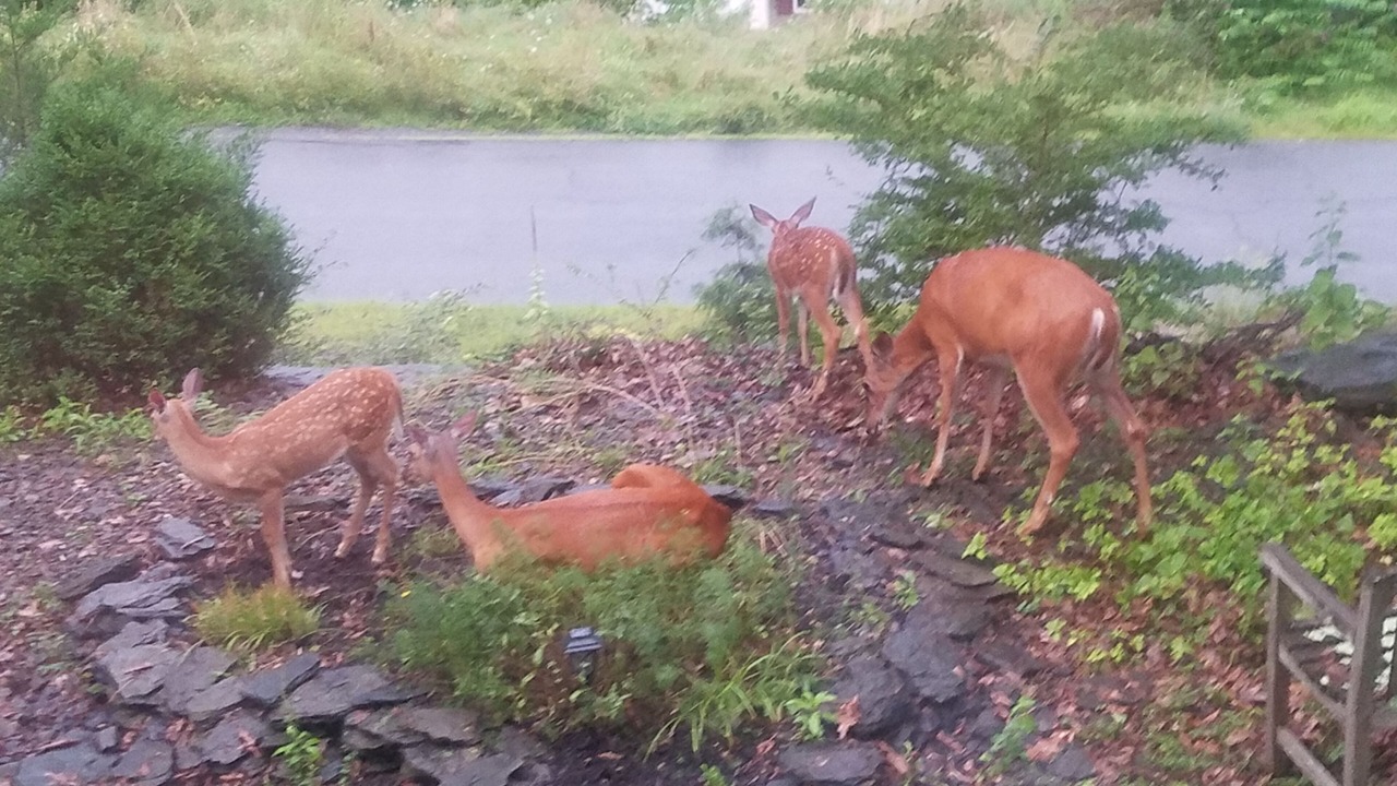 Photo of Outdoor in East Stroudsburg