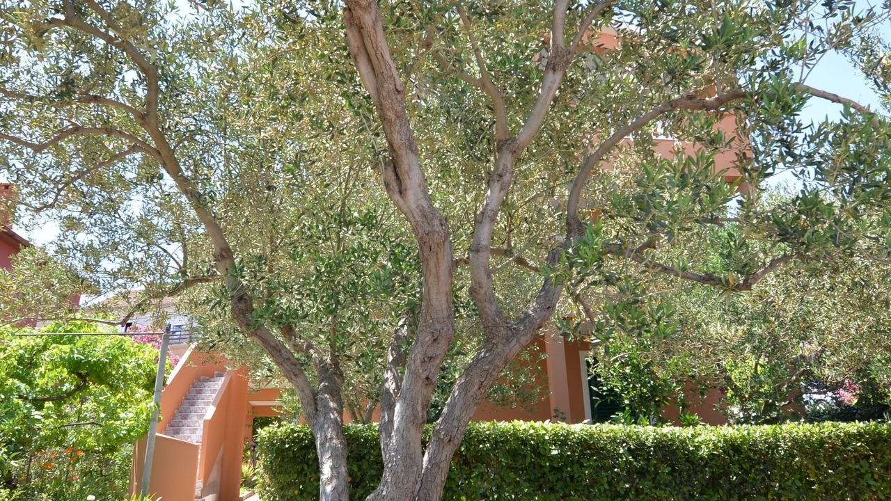 Photo of Outdoor in Tkon