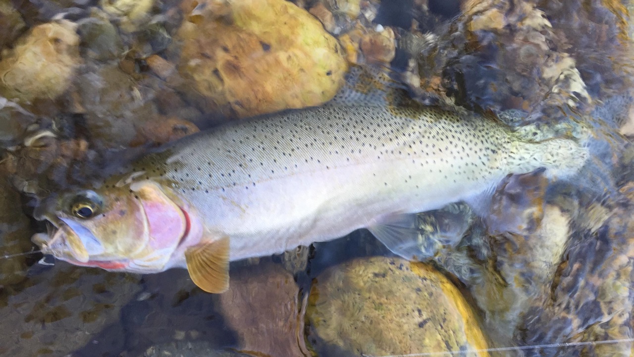 Photo of Others in Ahsahka