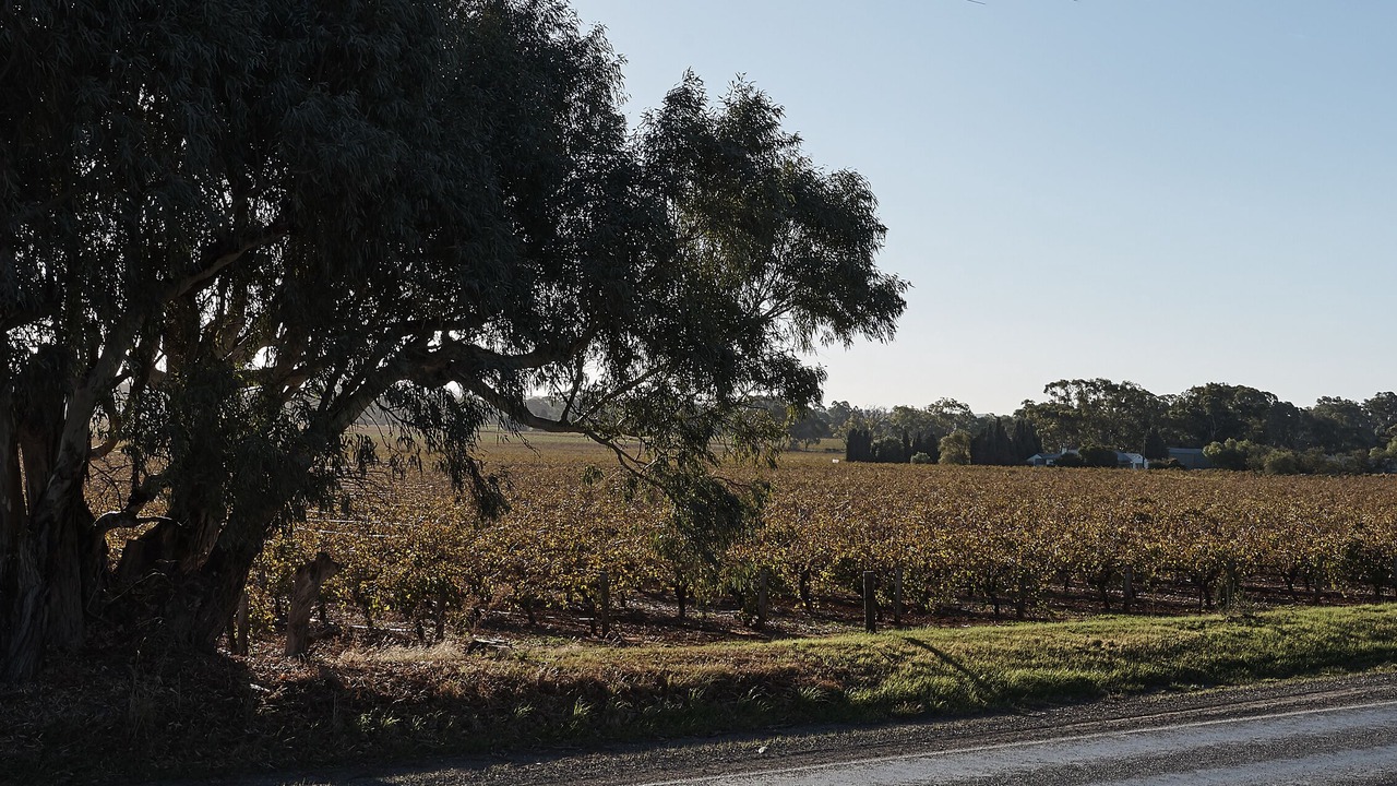 Photo of Outdoor in Light Pass