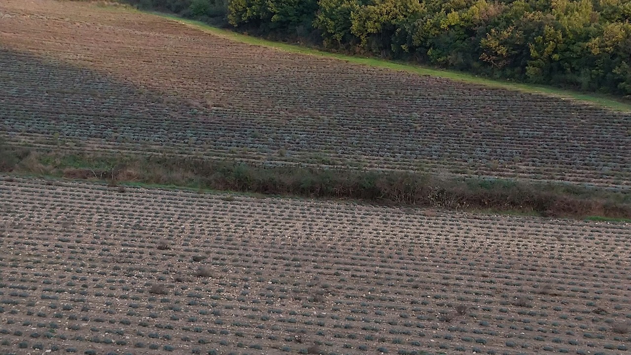 Photo of Others in Reauville