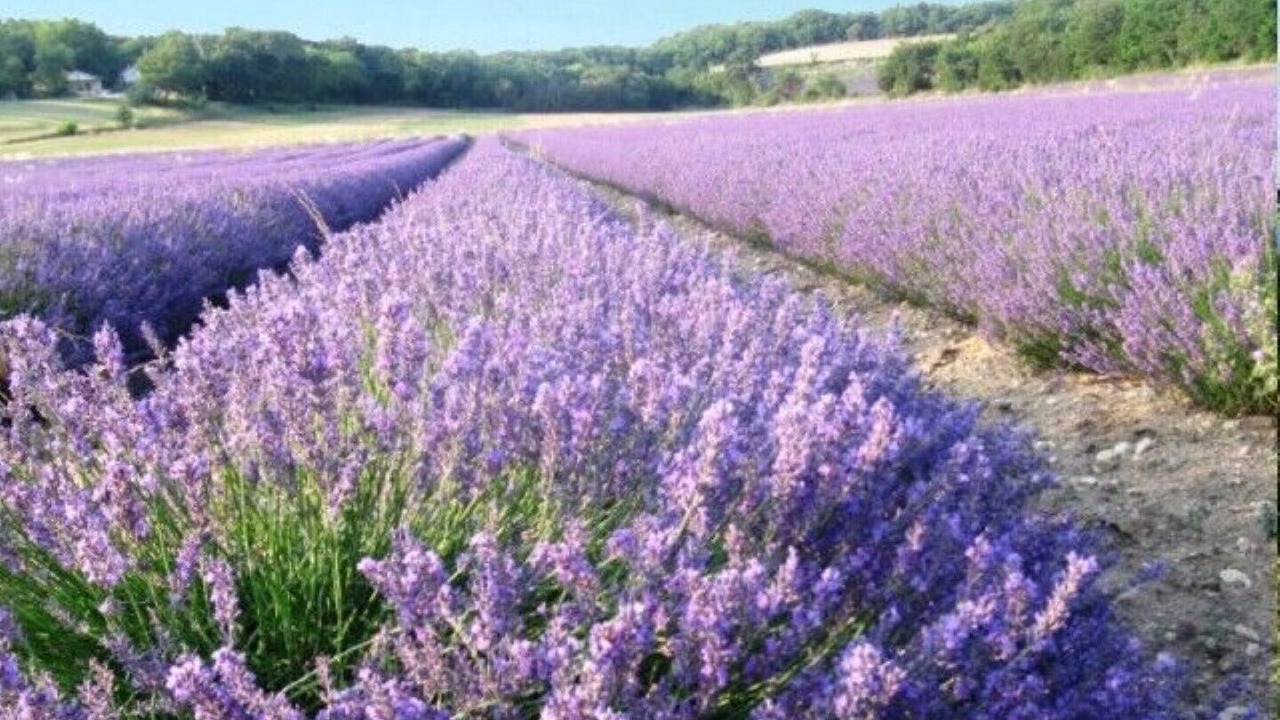 Photo of Outdoor in Reauville