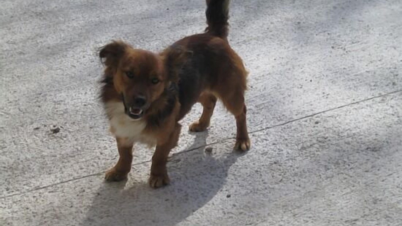 Photo of Others in Basaburua