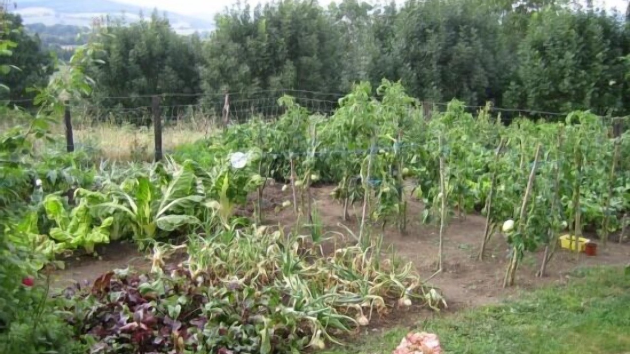 Photo of Outdoor in Basaburua