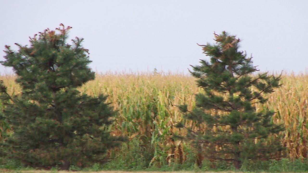 Photo of Others in Sublette
