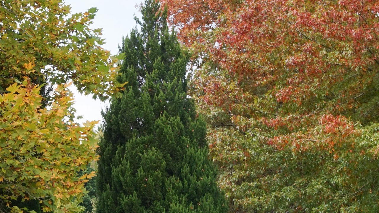 Photo of Outdoor in Berry