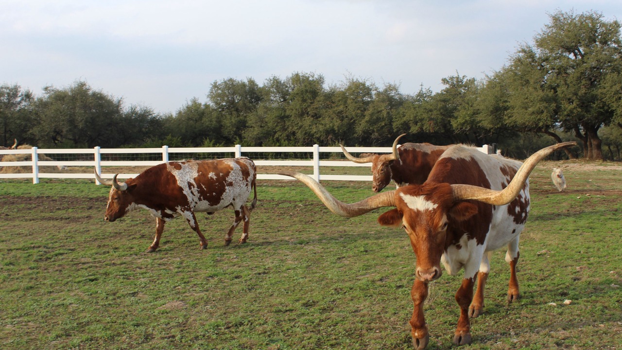 Photo of Others in Pedernales Canyon Ranch