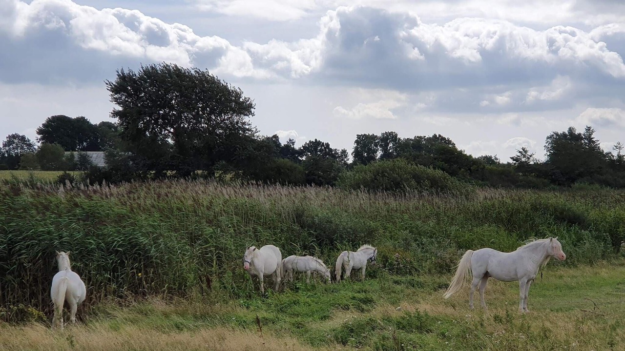 Photo of Others in Nordborg