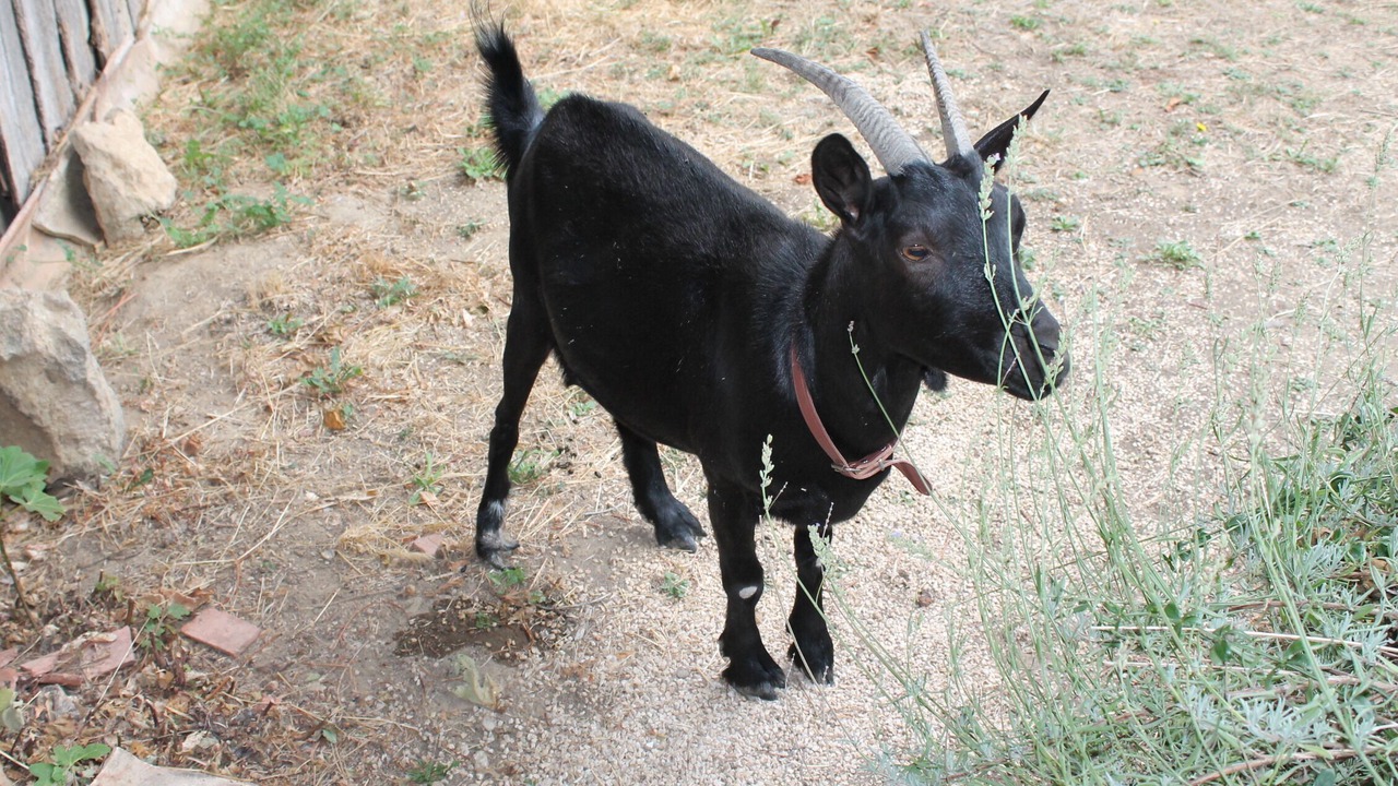 Photo of Others in Cavillargues