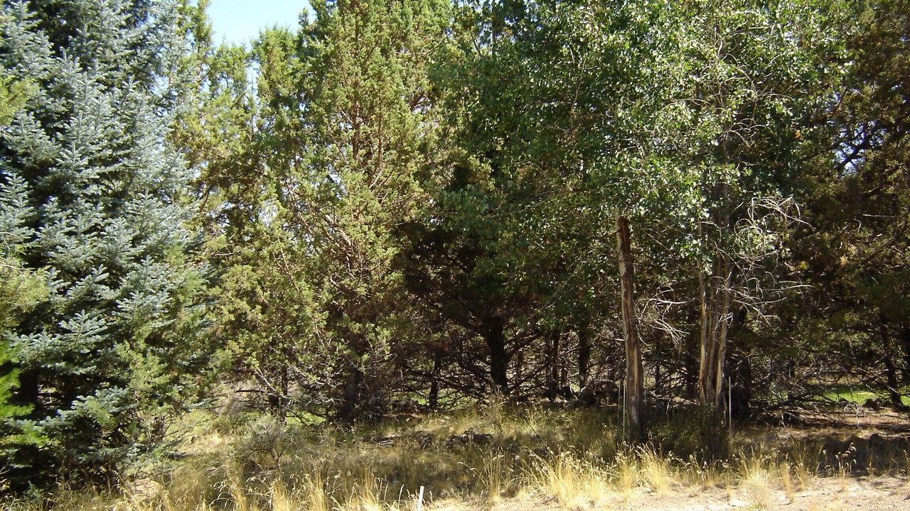 Photo of Outdoor in Mountain View