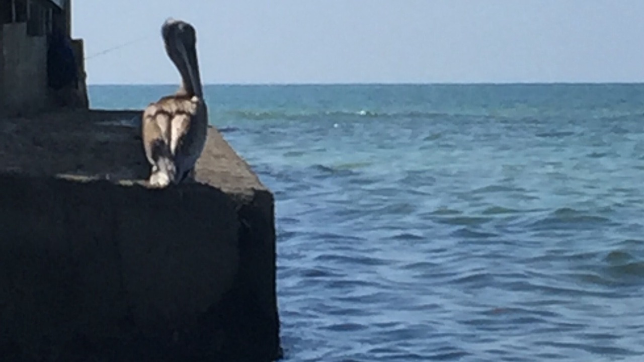Photo of Others in Siesta Key