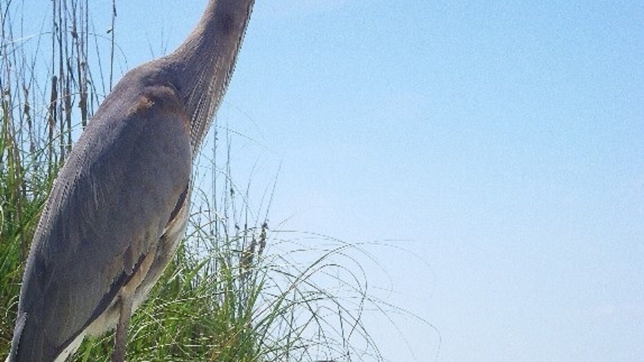 Photo of Others in Siesta Key