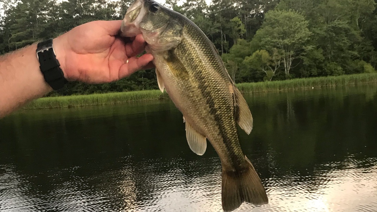 Photo of Outdoor in Guntersville