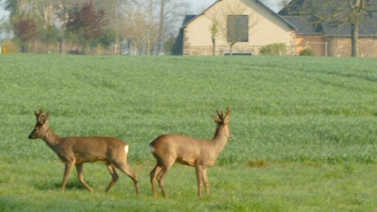 Photo of Outdoor in Saint-Germain-en-Cogles