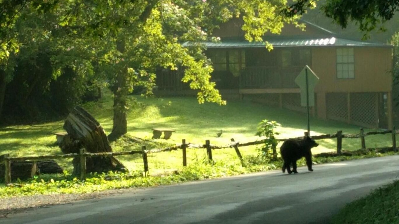 Photo of Others in Pigeon Forge