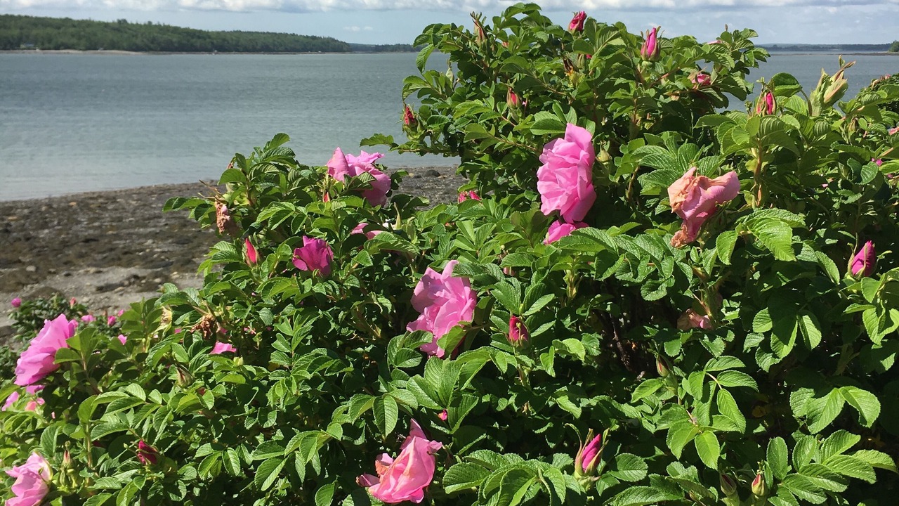Photo of Outdoor in Lamoine