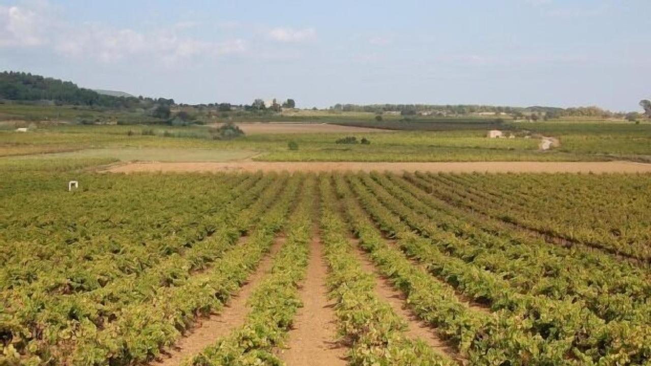 Photo of Outdoor in Llorenc del Penedes