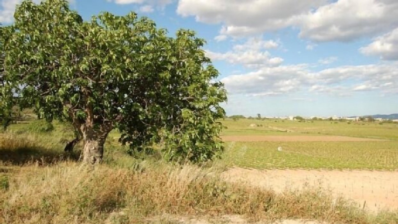 Photo of Others in Llorenc del Penedes