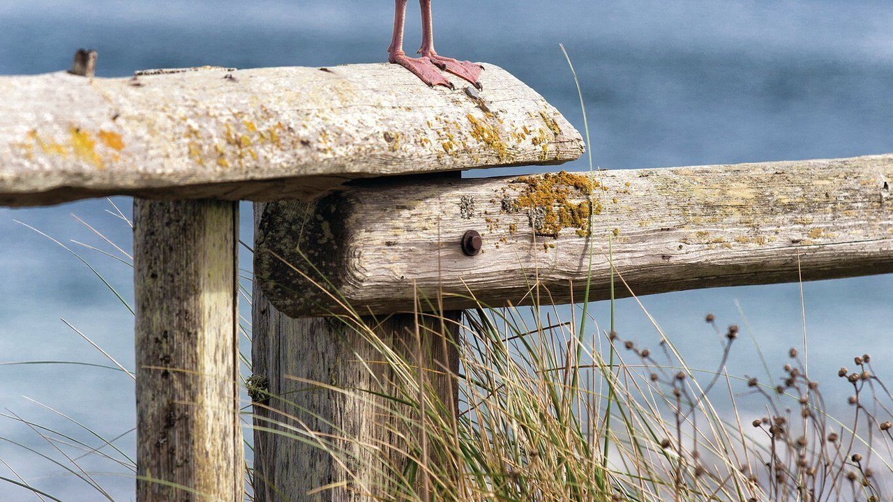 Photo of Others in Adelma Beach